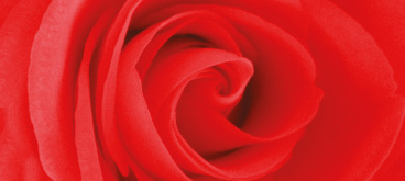 English Rose Memorial Collection